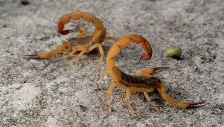 Os Escorpiões-Amarelos e a Convivência Urbana